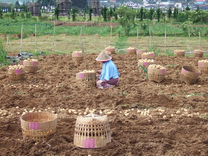 Dirt Under Your Fingernails: Eating Through Nogata's Living Farm Culture